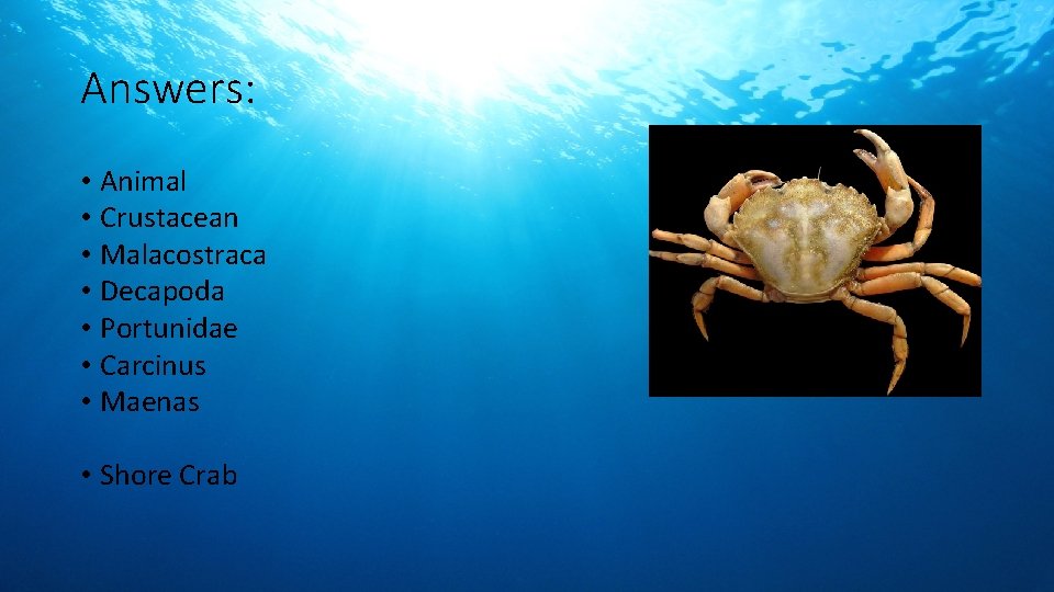 Answers: • Animal • Crustacean • Malacostraca • Decapoda • Portunidae • Carcinus •