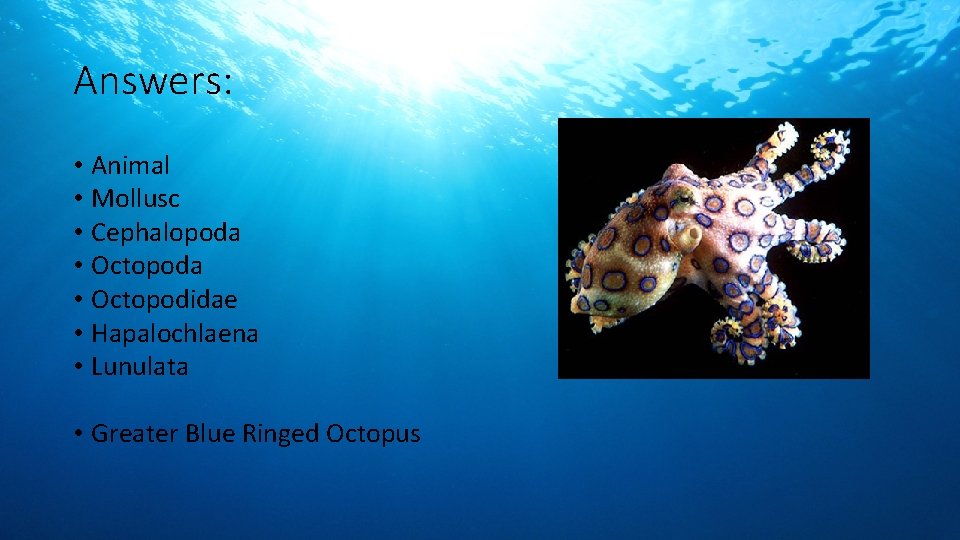 Answers: • Animal • Mollusc • Cephalopoda • Octopodidae • Hapalochlaena • Lunulata •
