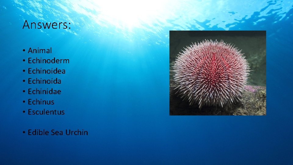 Answers: • Animal • Echinoderm • Echinoidea • Echinoida • Echinidae • Echinus •