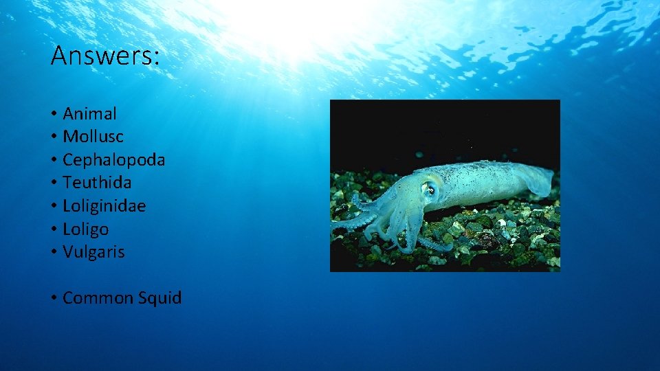 Answers: • Animal • Mollusc • Cephalopoda • Teuthida • Loliginidae • Loligo •