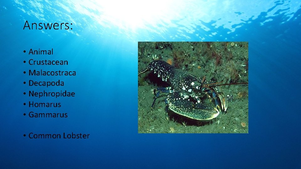 Answers: • Animal • Crustacean • Malacostraca • Decapoda • Nephropidae • Homarus •