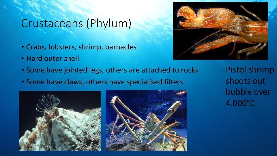 Crustaceans (Phylum) • Crabs, lobsters, shrimp, barnacles • Hard outer shell • Some have