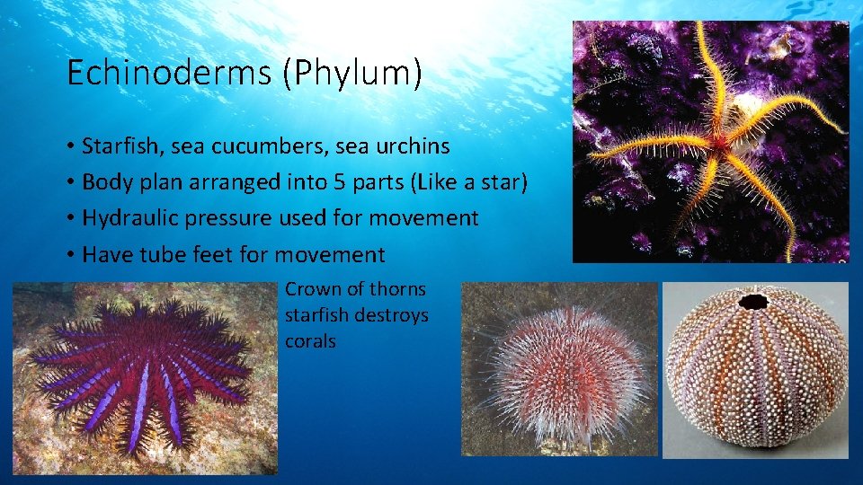 Echinoderms (Phylum) • Starfish, sea cucumbers, sea urchins • Body plan arranged into 5