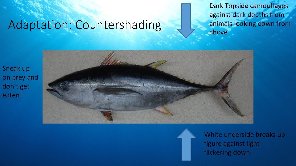 Adaptation: Countershading Dark Topside camouflages against dark depths from animals looking down from above