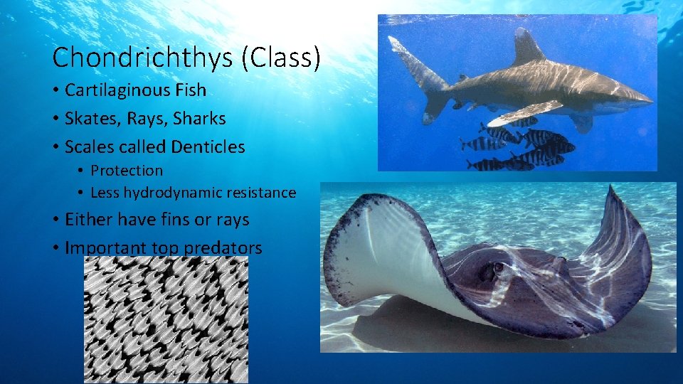 Chondrichthys (Class) • Cartilaginous Fish • Skates, Rays, Sharks • Scales called Denticles •