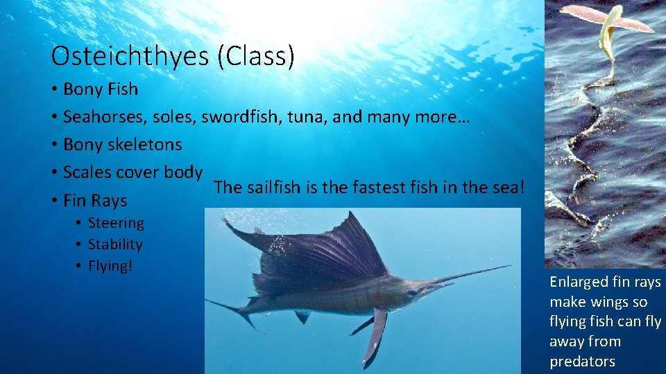 Osteichthyes (Class) • Bony Fish • Seahorses, soles, swordfish, tuna, and many more… •