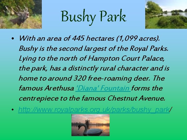 Bushy Park • With an area of 445 hectares (1, 099 acres). Bushy is
