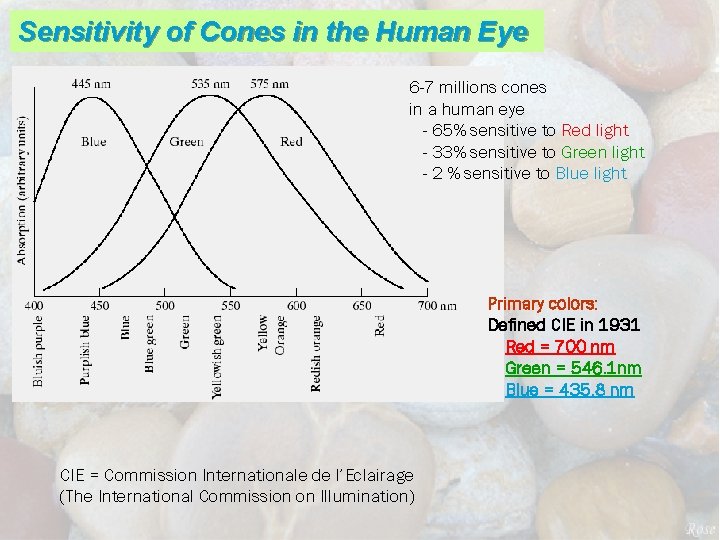 Sensitivity of Cones in the Human Eye 6 -7 millions cones in a human