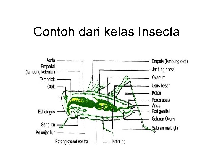 Contoh dari kelas Insecta Contoh dari kelas Insecta