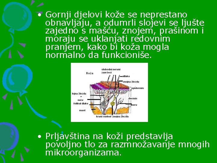  • Gornji djelovi kože se neprestano obnavljaju, a odumrli slojevi se ljušte zajedno