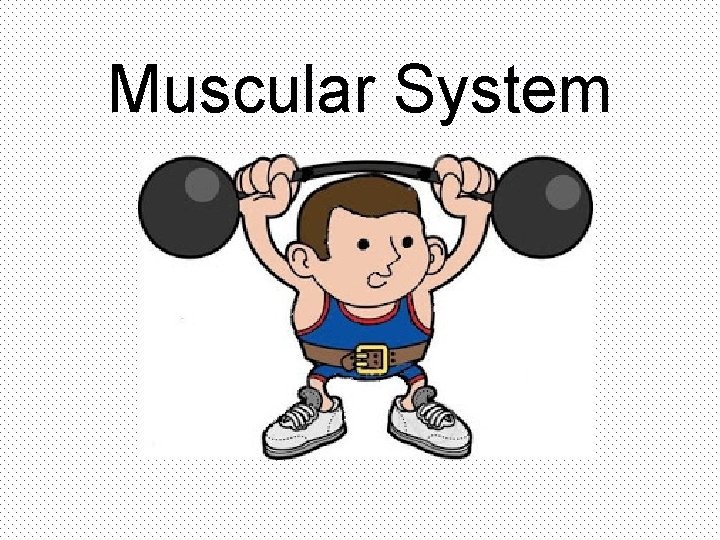 Muscular System 