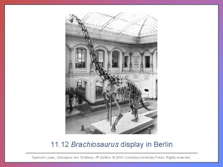 11. 12 Brachiosaurus display in Berlin Spencer Lucas, Dinosaurs: the Textbook, 6 th Edition.