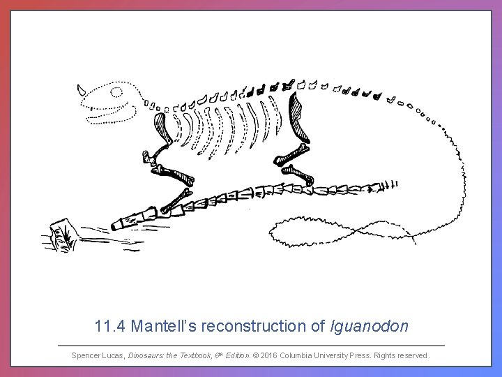 11. 4 Mantell’s reconstruction of Iguanodon Spencer Lucas, Dinosaurs: the Textbook, 6 th Edition.