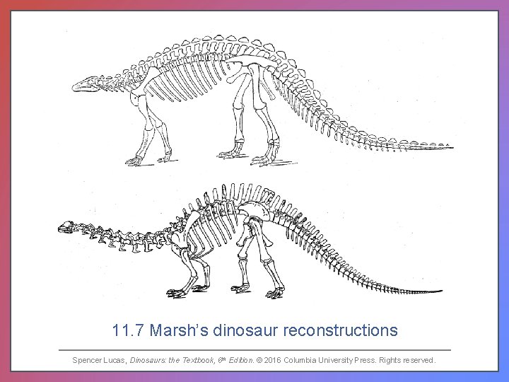 11. 7 Marsh’s dinosaur reconstructions Spencer Lucas, Dinosaurs: the Textbook, 6 th Edition. ©