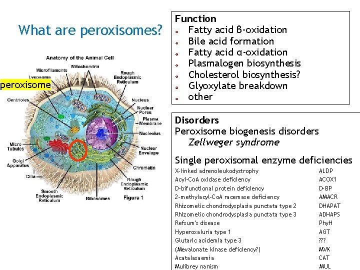 What are peroxisomes? peroxisome Function Fatty acid β-oxidation Bile acid formation Fatty acid α-oxidation