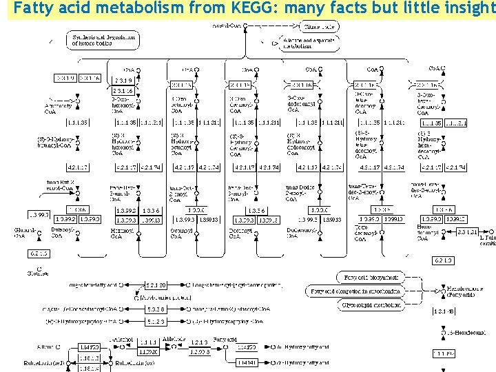 Fatty acid metabolism from KEGG: many facts but little insight 