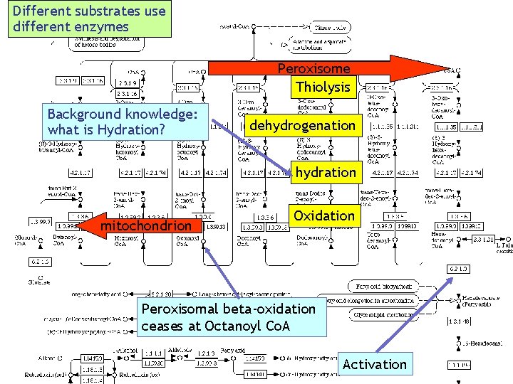 Different substrates use different enzymes Peroxisome Thiolysis Background knowledge: what is Hydration? dehydrogenation hydration