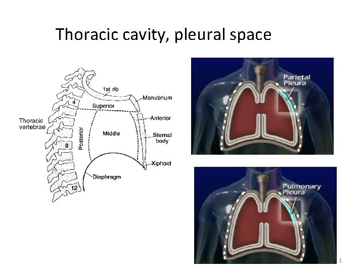 Thoracic cavity, pleural space 1 