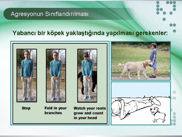 Agresyonun Sınıflandırılması Yabancı bir köpek yaklaştığında yapılması gerekenler: 