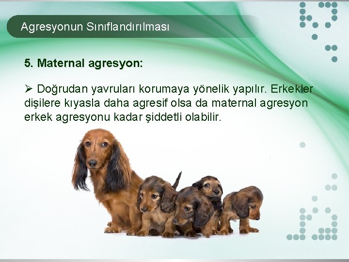 Agresyonun Sınıflandırılması 5. Maternal agresyon: Ø Doğrudan yavruları korumaya yönelik yapılır. Erkekler dişilere kıyasla