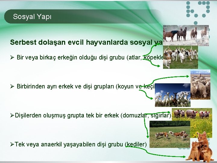 Sosyal Yapı Serbest dolaşan evcil hayvanlarda sosyal yapı: Ø Bir veya birkaç erkeğin olduğu