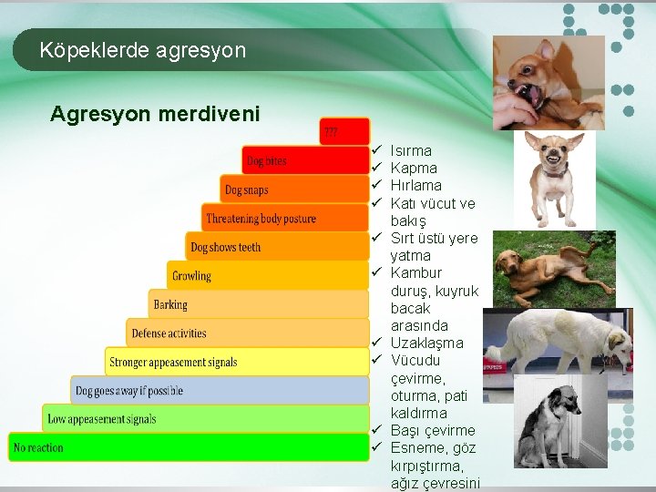 Köpeklerde agresyon Agresyon merdiveni ü ü ü ü ü Isırma Kapma Hırlama Katı vücut