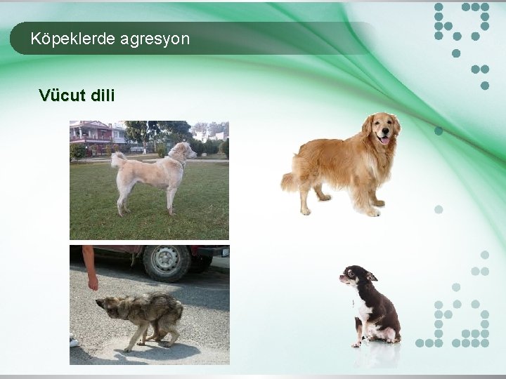 Köpeklerde agresyon Vücut dili 