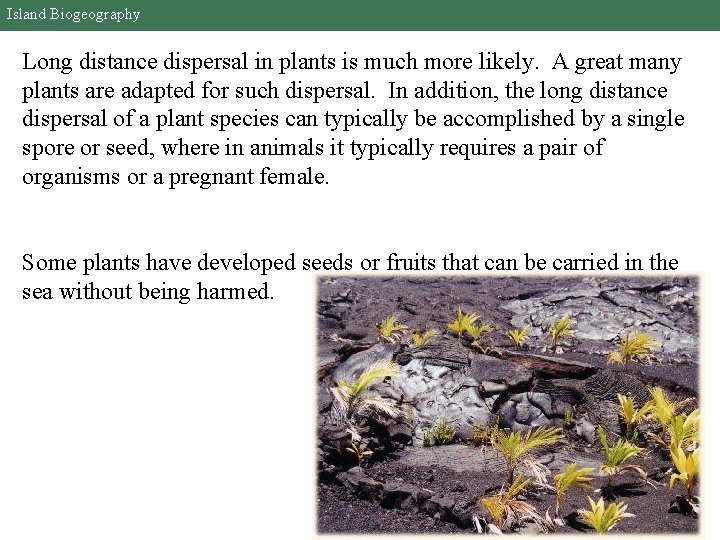 Island Biogeography Long distance dispersal in plants is much more likely. A great many