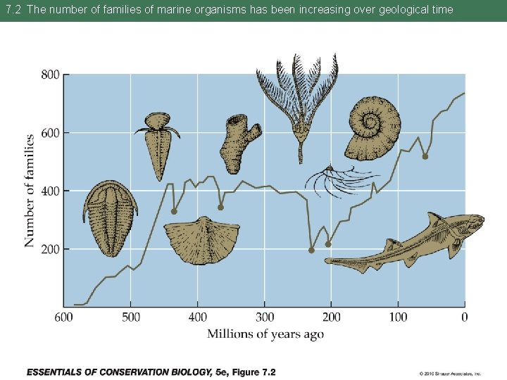 7. 2 The number of families of marine organisms has been increasing over geological