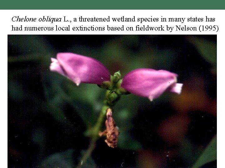 Chelone obliqua L. , a threatened wetland species in many states had numerous local