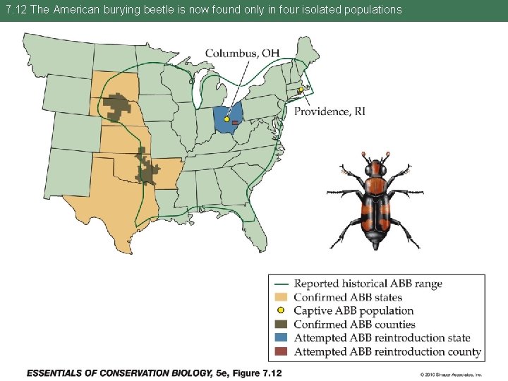 7. 12 The American burying beetle is now found only in four isolated populations