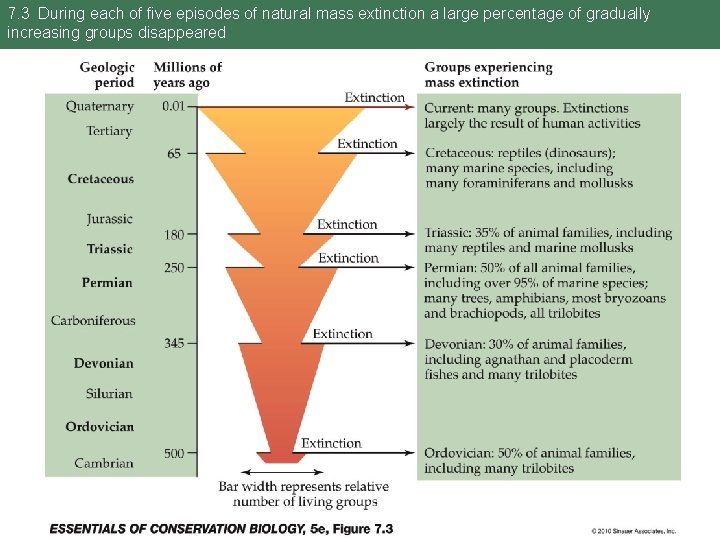 7. 3 During each of five episodes of natural mass extinction a large percentage