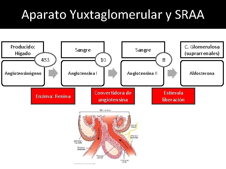 Aparato Yuxtaglomerular y SRAA Producido: Hígado Sangre 453 Angiotensinógeno 10 Angiotensina I Enzima: Renina Aparato Yuxtaglomerular y SRAA Producido: Hígado Sangre 453 Angiotensinógeno 10 Angiotensina I Enzima: Renina