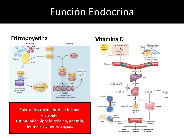 Función Endocrina Eritropoyetina Factor de crecimiento de la línea eritroide. Estimulada: hipoxia crónica, anemia, Función Endocrina Eritropoyetina Factor de crecimiento de la línea eritroide. Estimulada: hipoxia crónica, anemia,