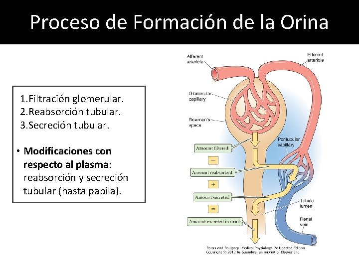 Proceso de Formación de la Orina 1. Filtración glomerular. 2. Reabsorción tubular. 3. Secreción Proceso de Formación de la Orina 1. Filtración glomerular. 2. Reabsorción tubular. 3. Secreción