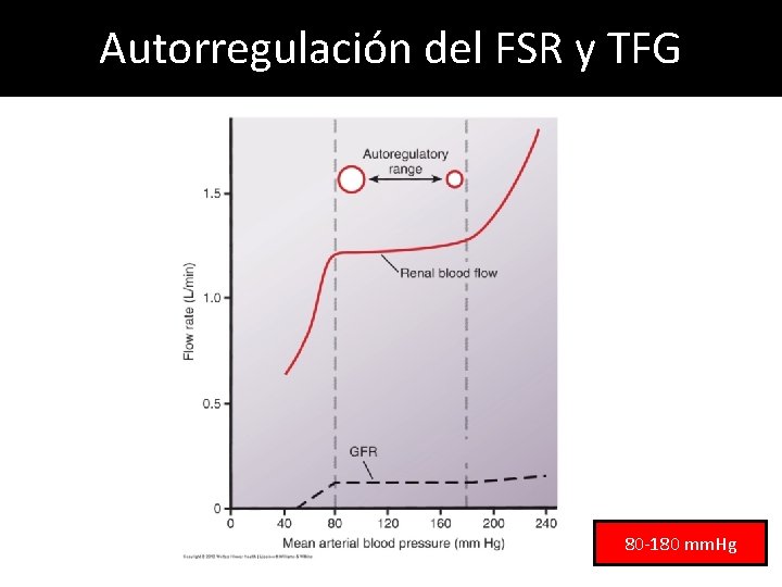 Autorregulación del FSR y TFG 80 -180 mm. Hg Autorregulación del FSR y TFG 80 -180 mm. Hg