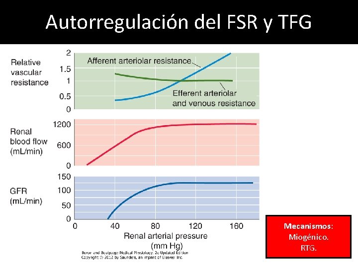 Autorregulación del FSR y TFG Mecanismos: Miogénico. RTG. Autorregulación del FSR y TFG Mecanismos: Miogénico. RTG.