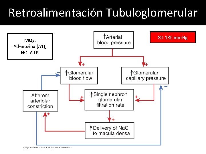 Retroalimentación Tubuloglomerular MQs: Adenosina (A 1), NO, ATP. 80 -180 mm. Hg Retroalimentación Tubuloglomerular MQs: Adenosina (A 1), NO, ATP. 80 -180 mm. Hg