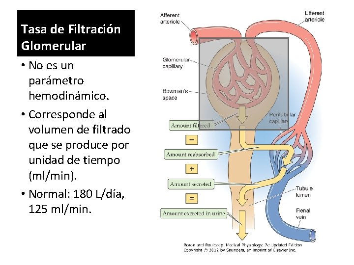 Tasa de Filtración Glomerular • No es un parámetro hemodinámico. • Corresponde al volumen Tasa de Filtración Glomerular • No es un parámetro hemodinámico. • Corresponde al volumen