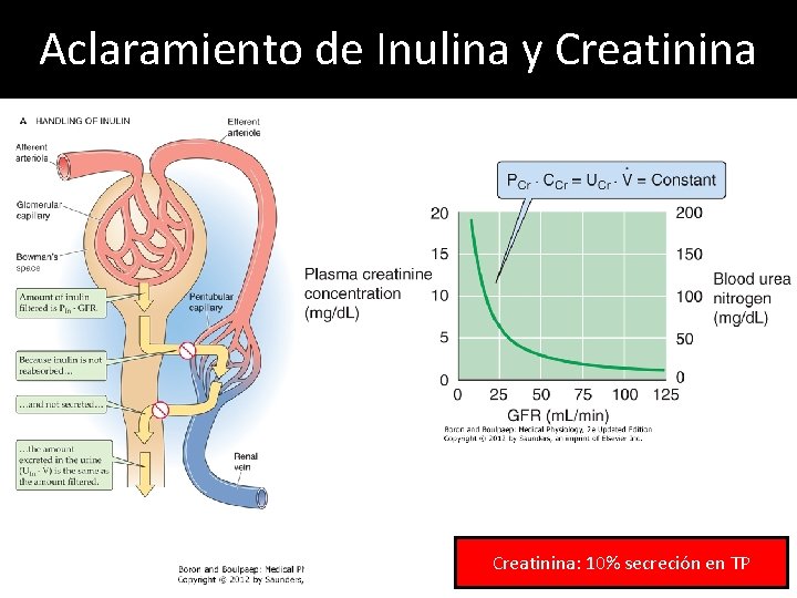 Aclaramiento de Inulina y Creatinina: 10% secreción en TP Aclaramiento de Inulina y Creatinina: 10% secreción en TP