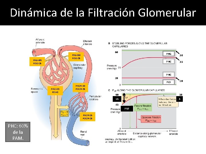 Dinámica de la Filtración Glomerular 60 PHG=58 POC=35 PHG=60 POC=25 PHG PHC POI 20 Dinámica de la Filtración Glomerular 60 PHG=58 POC=35 PHG=60 POC=25 PHG PHC POI 20