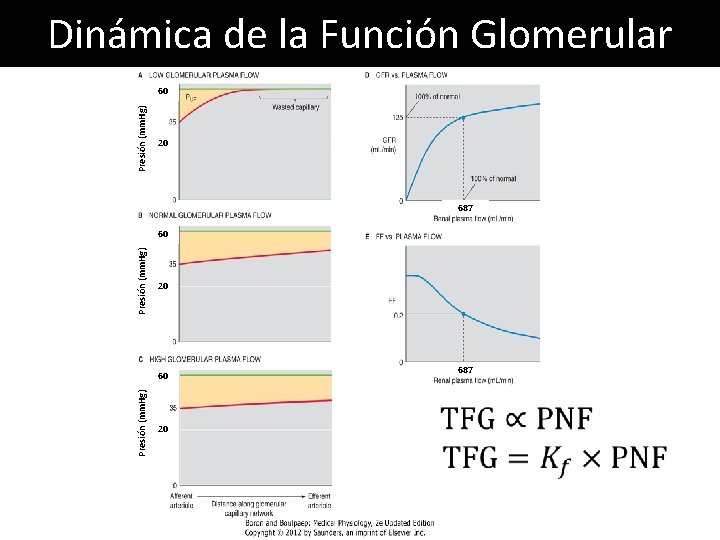 Dinámica de la Función Glomerular Presión (mm. Hg) 60 20 687 Presión (mm. Hg) Dinámica de la Función Glomerular Presión (mm. Hg) 60 20 687 Presión (mm. Hg)