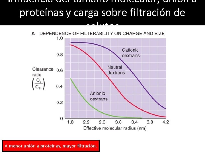 Influencia del tamaño molecular, unión a proteínas y carga sobre filtración de solutos A Influencia del tamaño molecular, unión a proteínas y carga sobre filtración de solutos A