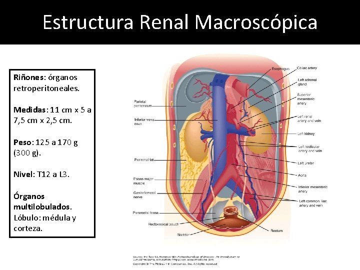 Estructura Renal Macroscópica Riñones: órganos retroperitoneales. Medidas: 11 cm x 5 a 7, 5 Estructura Renal Macroscópica Riñones: órganos retroperitoneales. Medidas: 11 cm x 5 a 7, 5