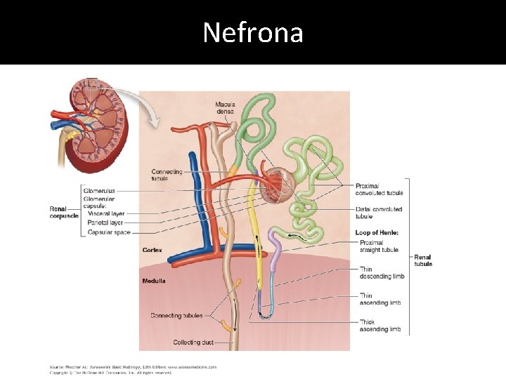 Nefrona Nefrona