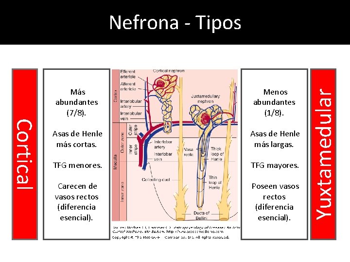 Cortical Más abundantes (7/8). Menos abundantes (1/8). Asas de Henle más cortas. Asas de Cortical Más abundantes (7/8). Menos abundantes (1/8). Asas de Henle más cortas. Asas de