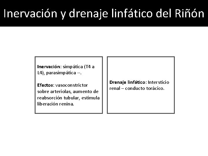 Inervación y drenaje linfático del Riñón Inervación: simpática (T 4 a L 4), parasimpática Inervación y drenaje linfático del Riñón Inervación: simpática (T 4 a L 4), parasimpática