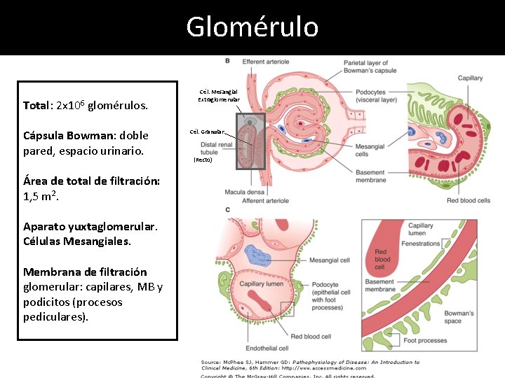 Glomérulo Total: 2 x 106 glomérulos. Cápsula Bowman: doble pared, espacio urinario. Área de Glomérulo Total: 2 x 106 glomérulos. Cápsula Bowman: doble pared, espacio urinario. Área de