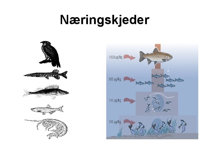 Næringskjeder 