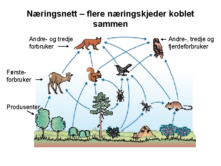 Næringsnett – flere næringskjeder koblet sammen Andre- og tredje forbruker Førsteforbruker Produsenter Andre-, tredje